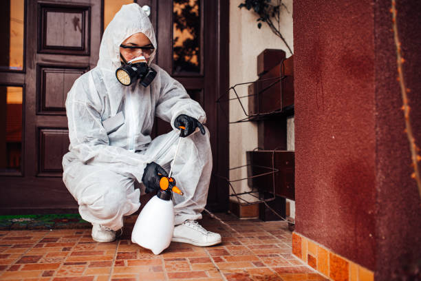 Attic and Crawl Space Rodent Treatment in Prescott Valley