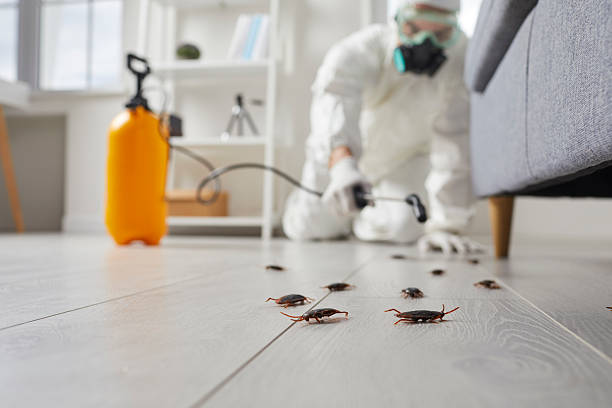 Commercial Rodent Management in Prescott Valley